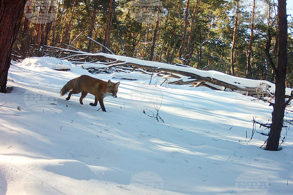 Ukraine Chernobyl Nature