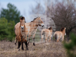 Ukraine Chernobyl Nature