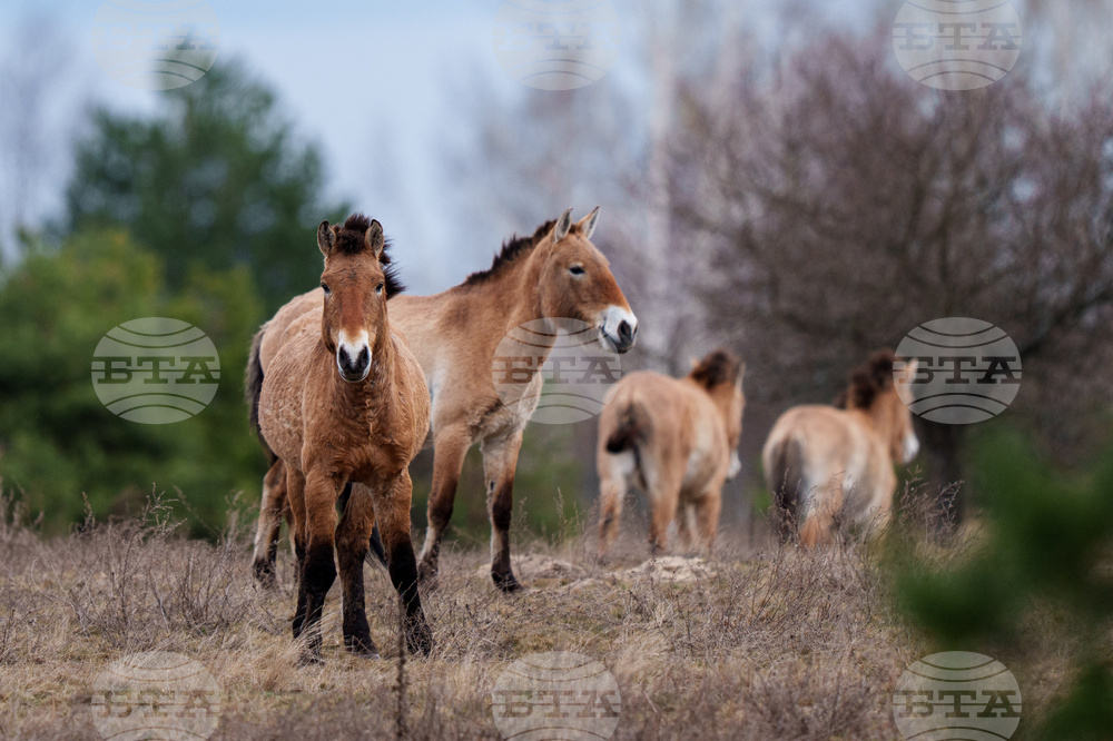Ukraine Chernobyl Nature