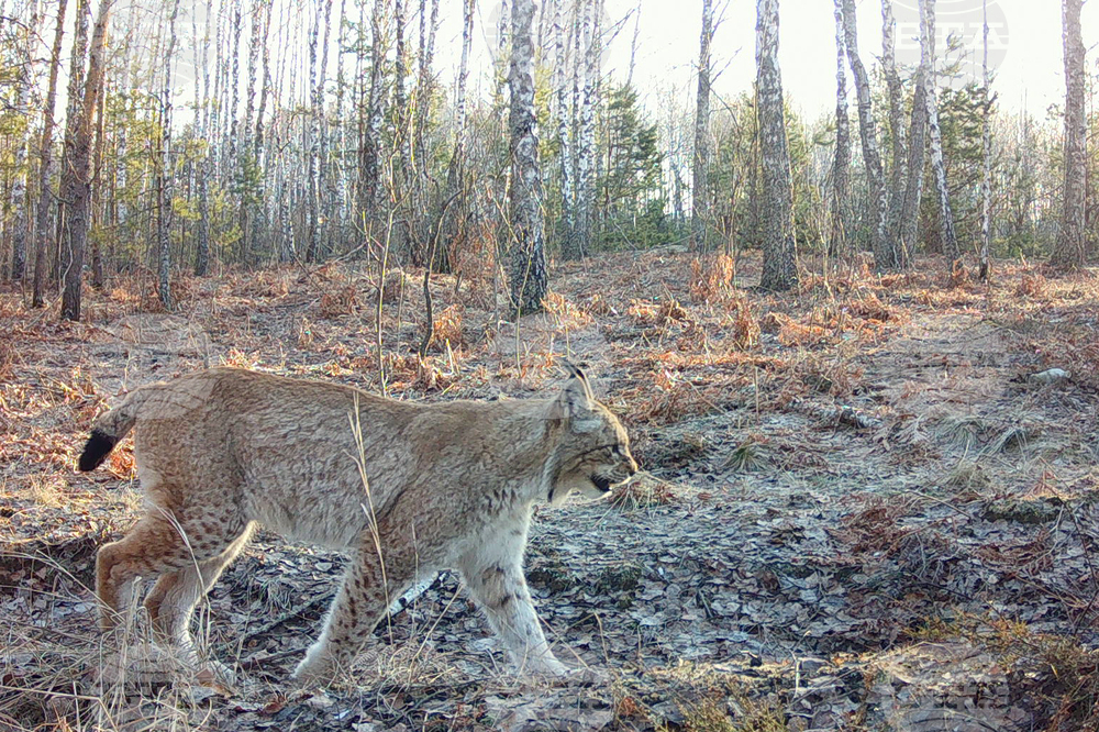 Ukraine Chernobyl Nature