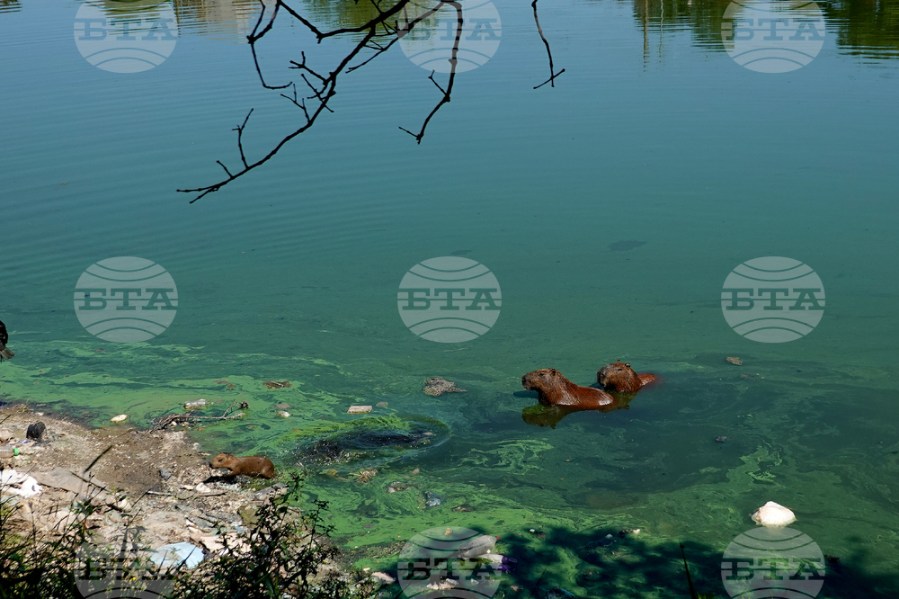 Brazil Capybaras