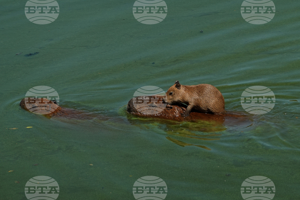 Brazil Capybaras