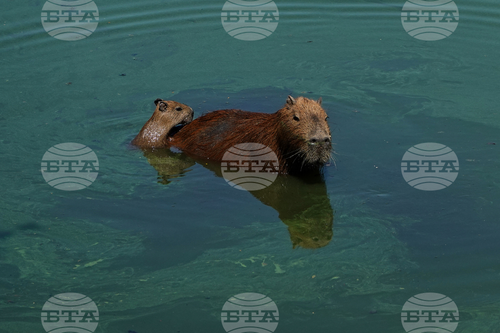 Brazil Capybaras