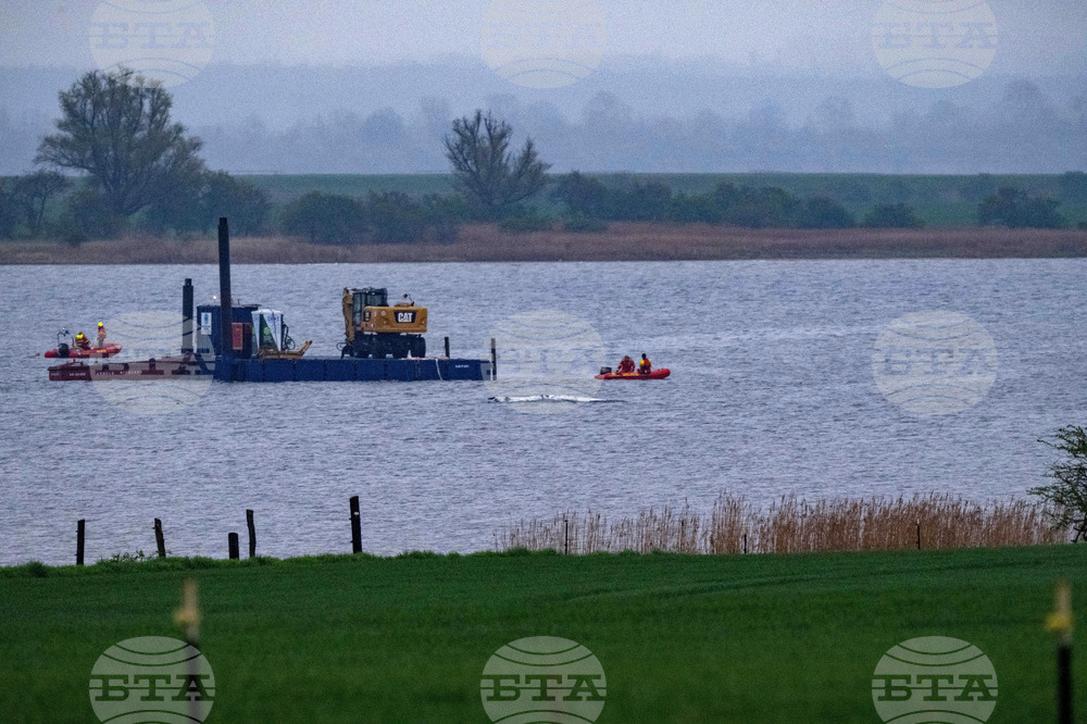 Germany Stranded Whale