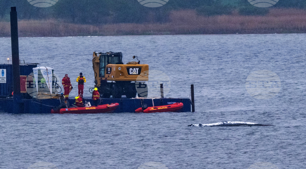 Germany Stranded Whale