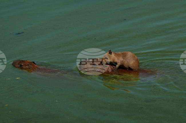 APTOPIX Brazil Capybaras