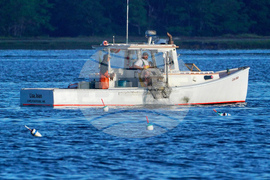 Food-Sustainable Seafood