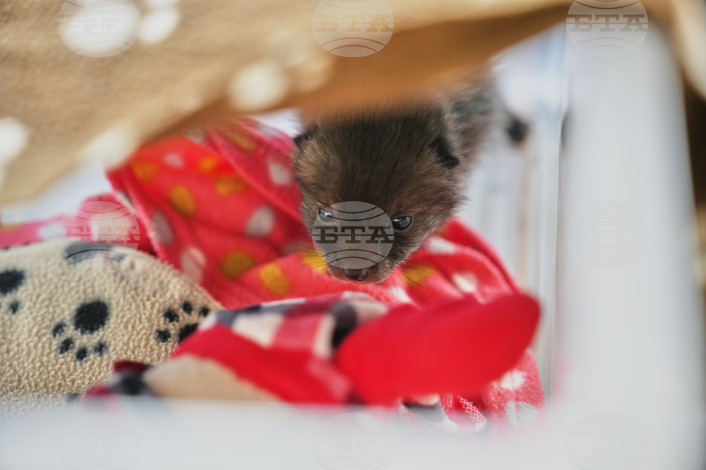 France Wildlife Hospital