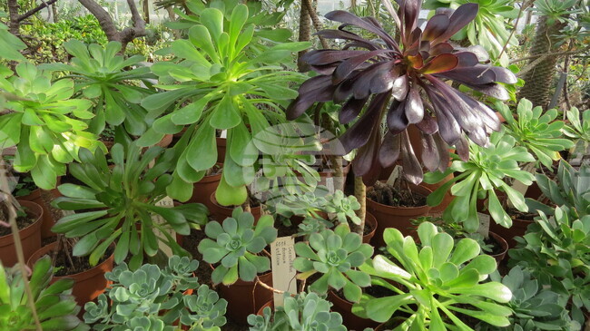 Ботаническата градина на БАН започва ежегодната инициатива „Пролетни срещи с растенията"