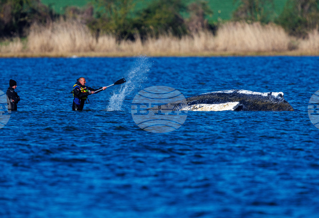 Germany Whale