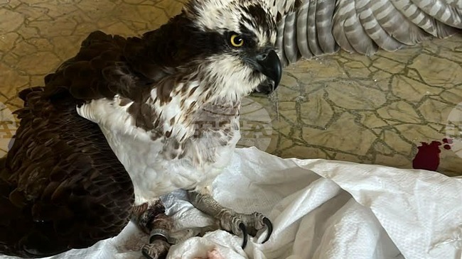 Eксперти от РИОСВ – Русе спасиха критично застрашена птица 