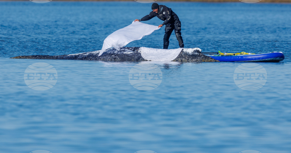 Germany Whale Rescue