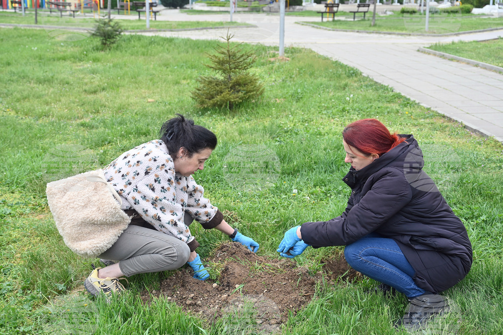 Монтана - залесяване