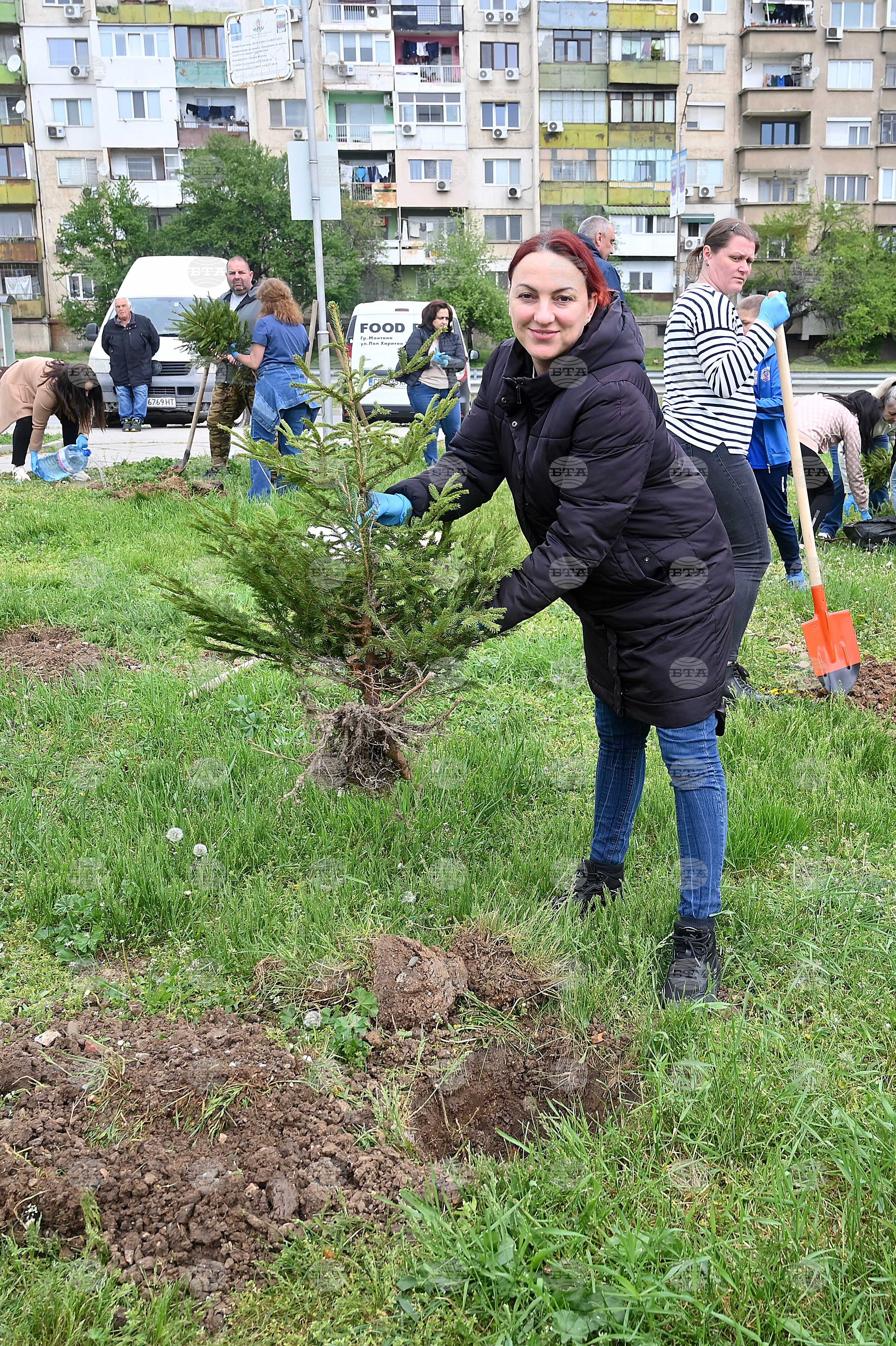 Монтана - залесяване