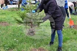 Монтана - залесяване