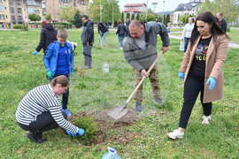 Монтана - залесяване
