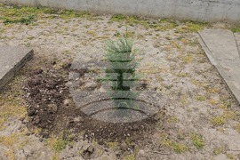 Летница - СУ „Бачо Киро“ - залесяване