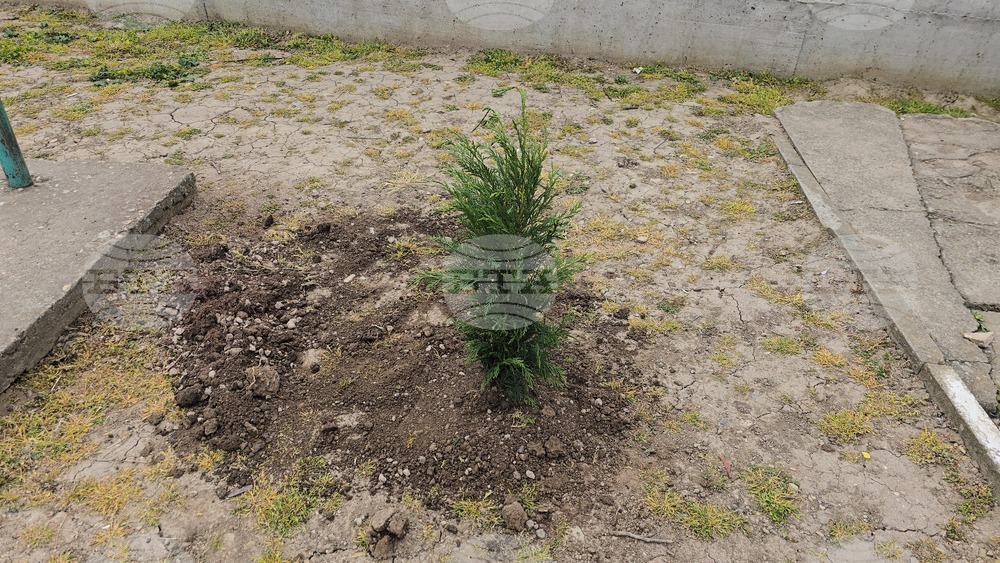 Летница - СУ „Бачо Киро“ - залесяване