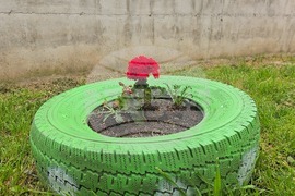 Летница - СУ „Бачо Киро“ - залесяване