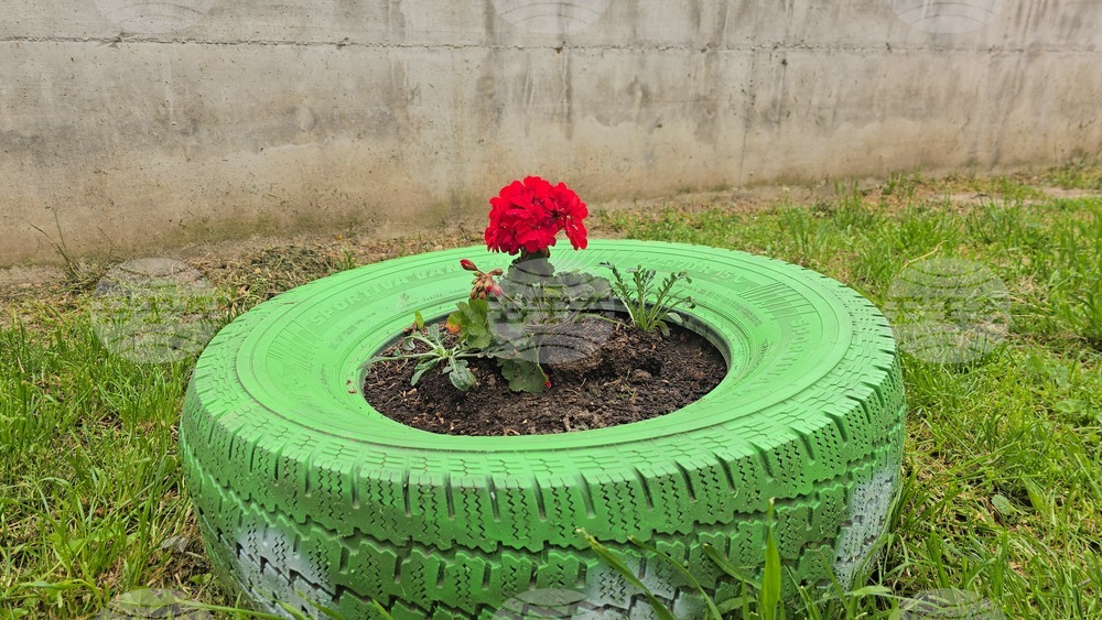 Летница - СУ „Бачо Киро“ - залесяване