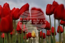 Столица - пролет - цветя