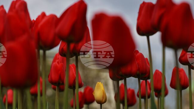 Прогноза за времето