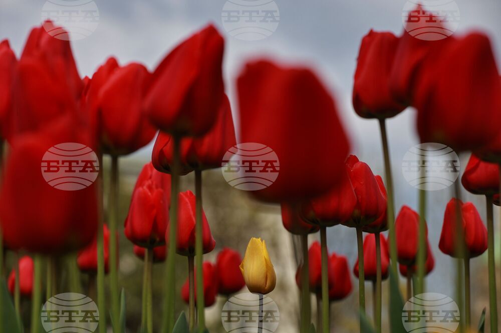 Столица - пролет - цветя