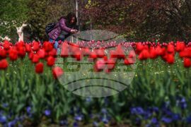 Столица - пролет - цветя