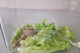 Стара Загора - Пето основно училище „Митьо Станев“ - STEM център