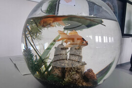 Стара Загора - Пето основно училище „Митьо Станев“ - STEM център