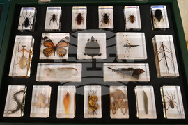 Монтана - СТЕМ-център - откриване