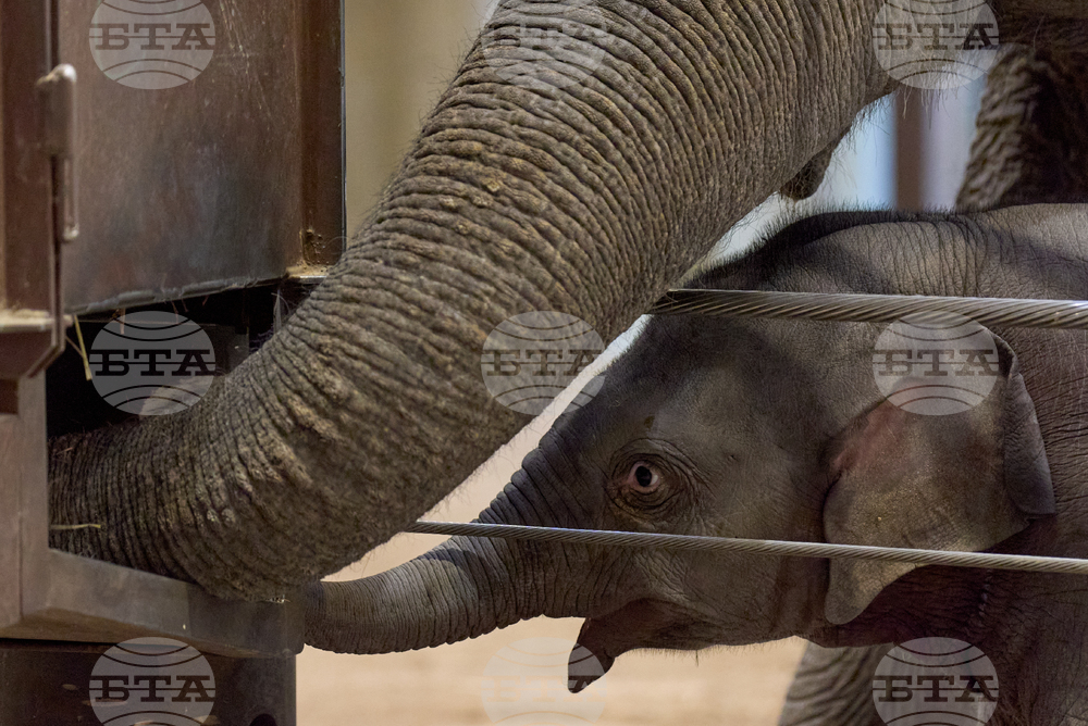 National Zoo Elephant Calf