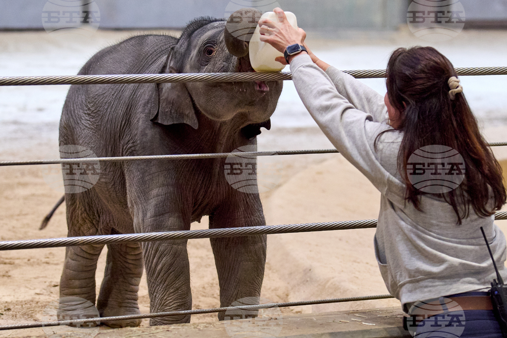 National Zoo Elephant Calf
