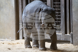 National Zoo Elephant Calf