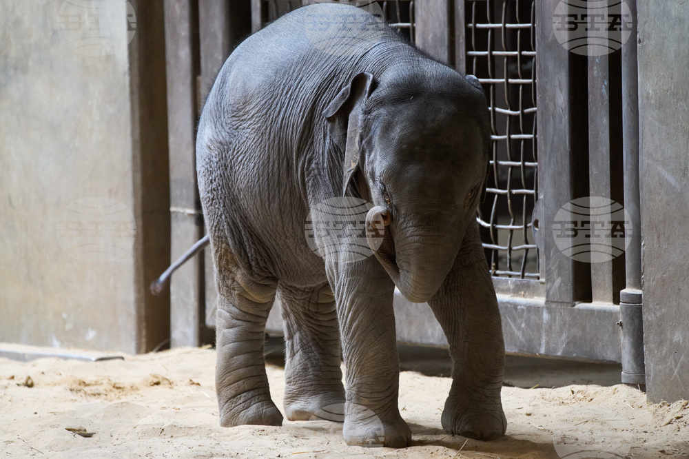 National Zoo Elephant Calf