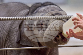 National Zoo Elephant Calf