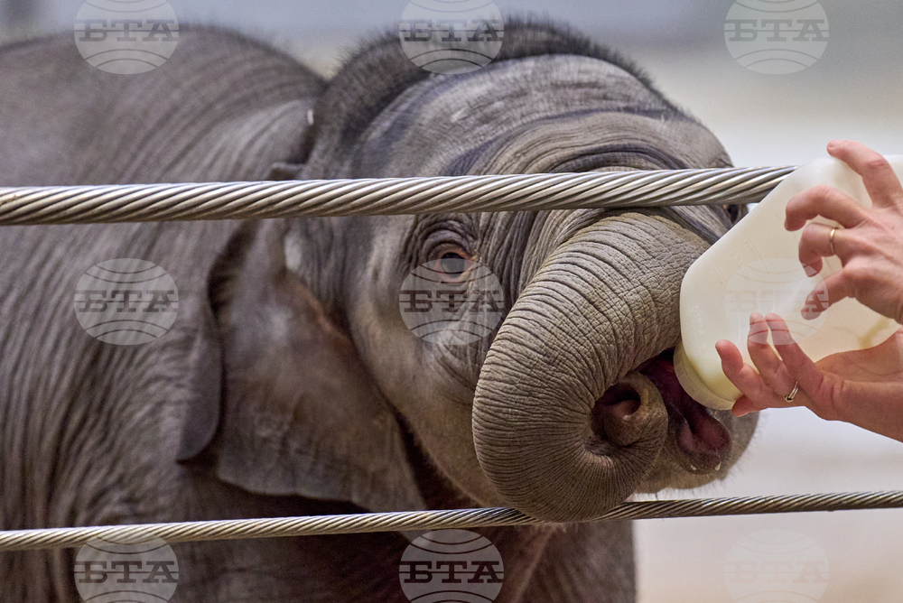 National Zoo Elephant Calf
