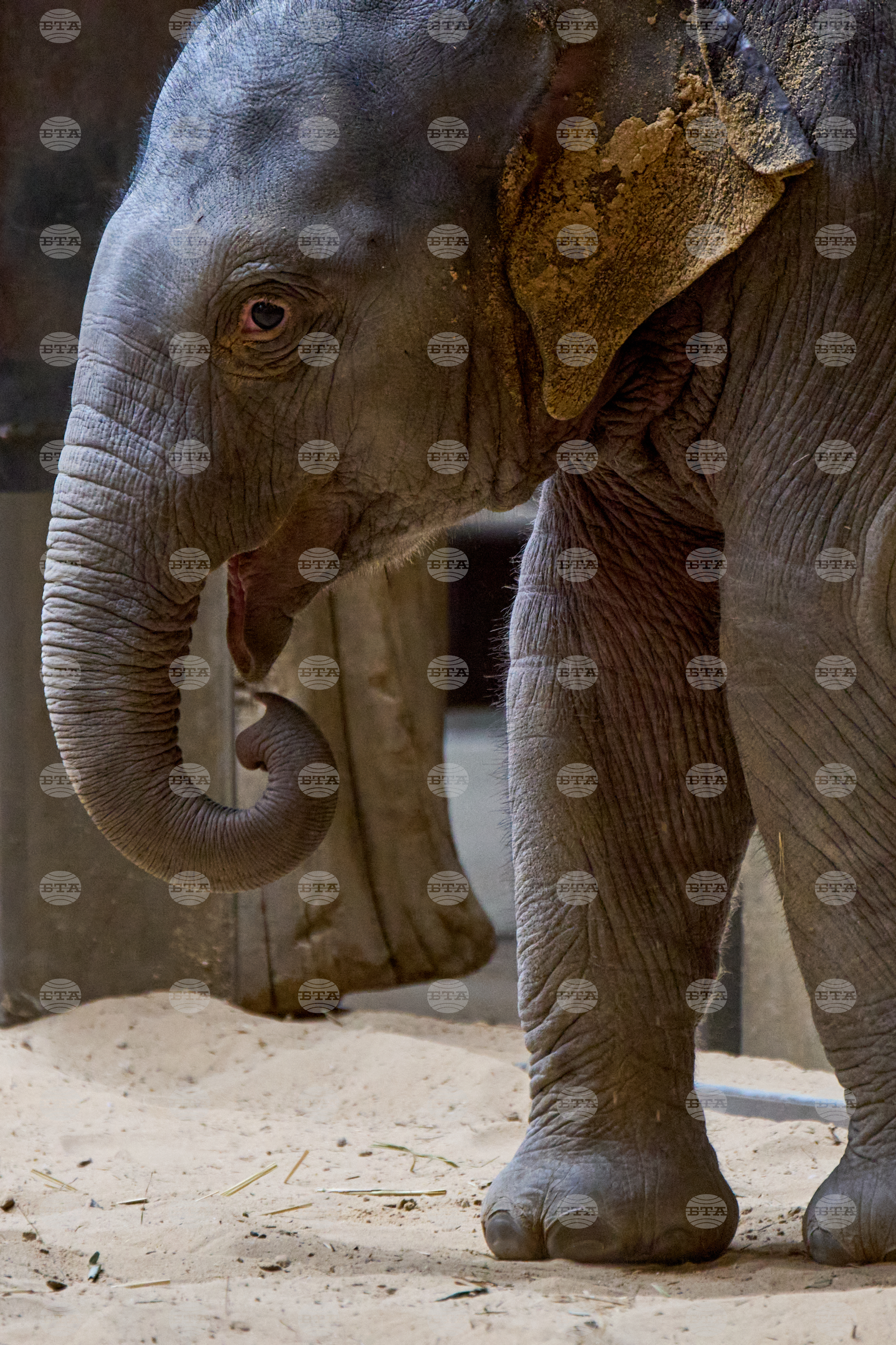 National Zoo Elephant Calf