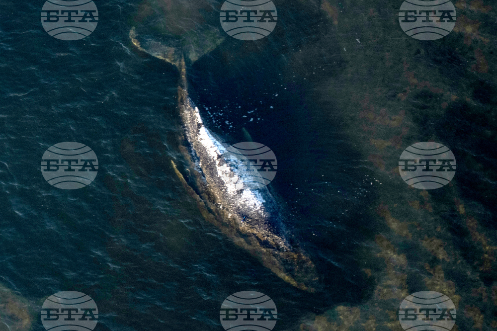 Germany Whale Rescue