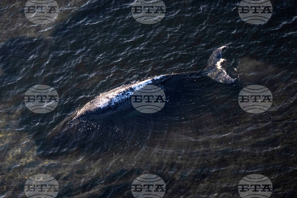Germany Whale Rescue