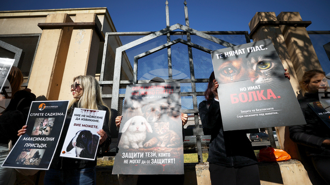 Граждани протестират с искане за ефективни присъди за насилие над животни