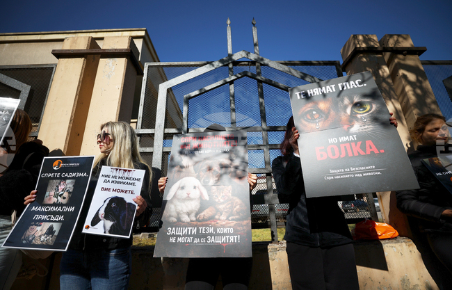 Граждани протестират с искане за ефективни присъди за насилие над животни