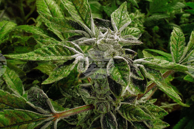 Trump Marijuana Reclassification