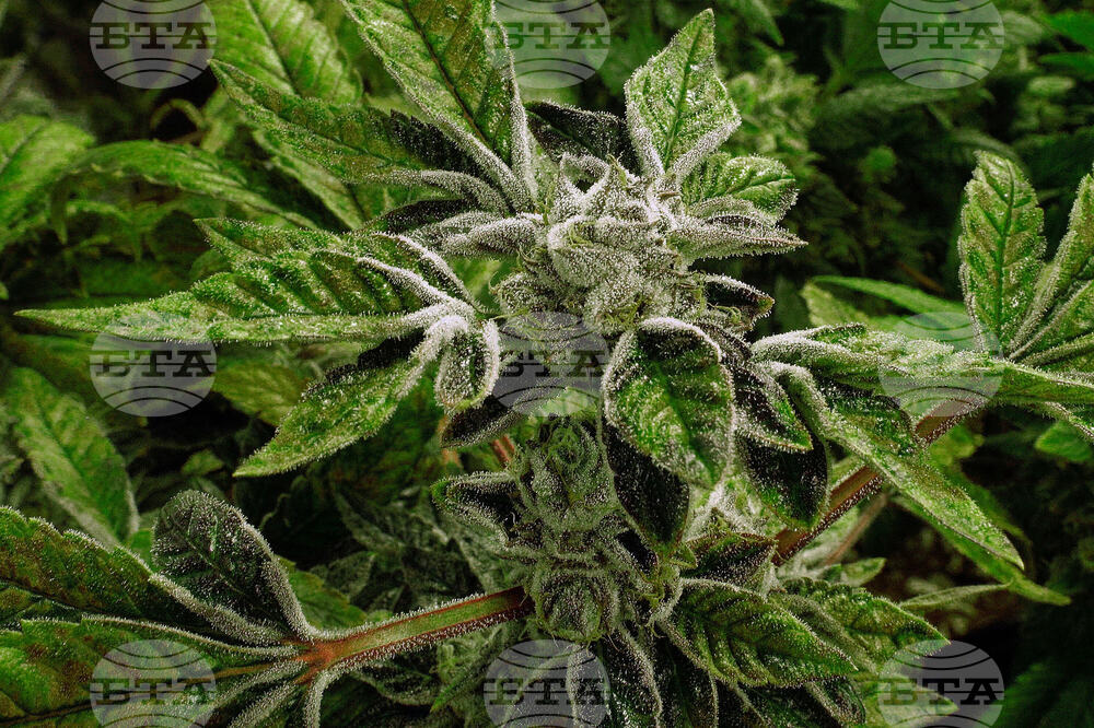 Trump Marijuana Reclassification