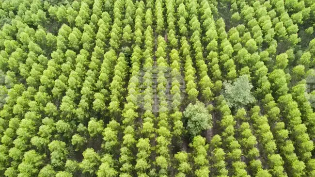 Казинформ: Казахстан напредва с изпълнението на своята програма за залесяване 