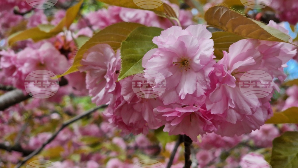 Най-голямата японска градина в Европа е в Букурещ
