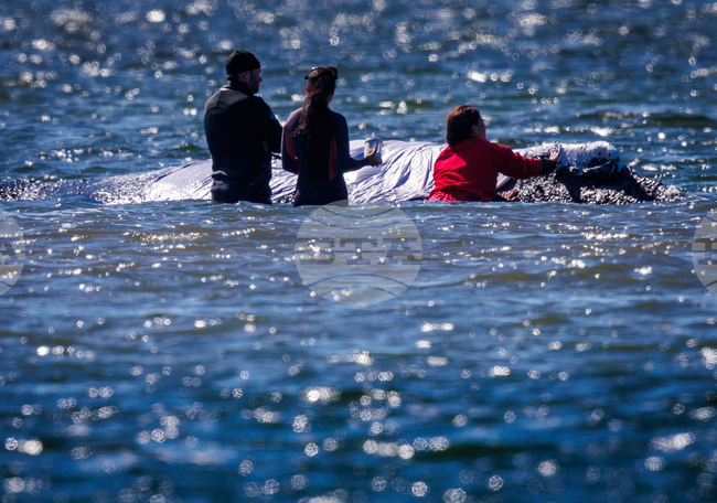 Germany Whale Rescue