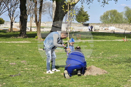 Видин - крайдунавски парк - залесяване - инициатива