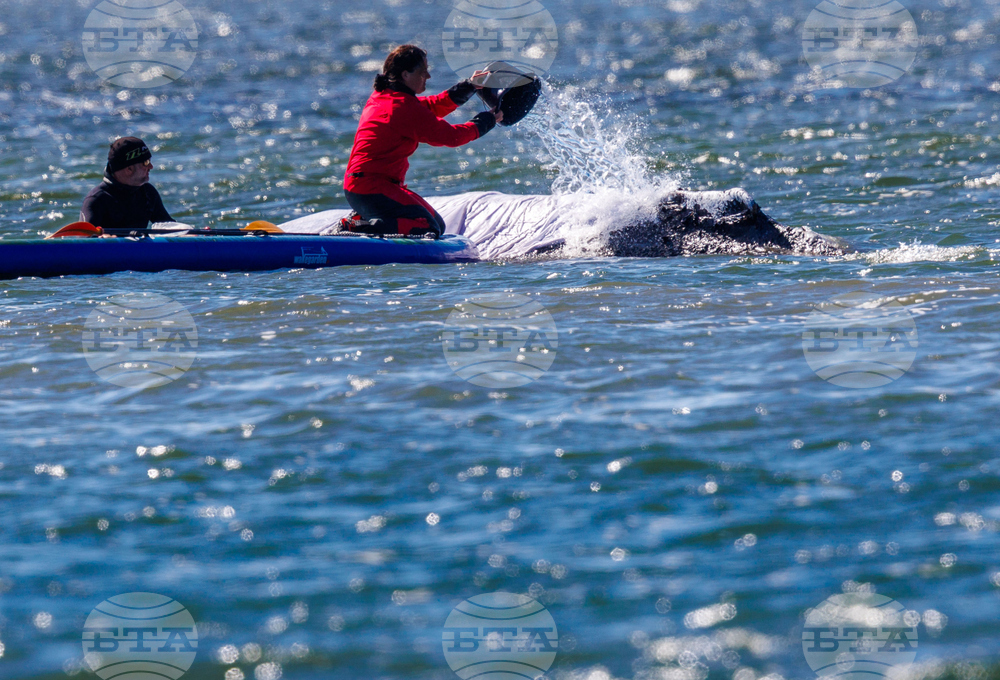 Germany Whale Rescue