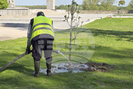 Видин - крайдунавски парк - залесяване - инициатива